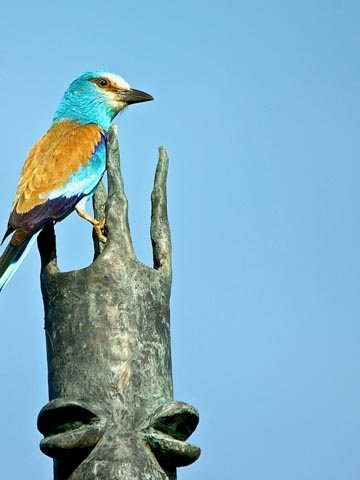 Burkina Faso (Orange)