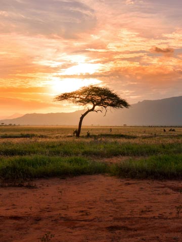 Central African Republic (Celca - Socatel)
